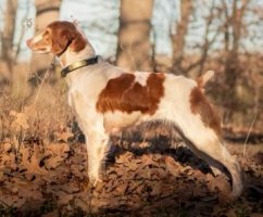 american brittany or french brittany