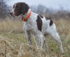 American Brittany Club