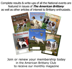 Joining The American Brittany Club