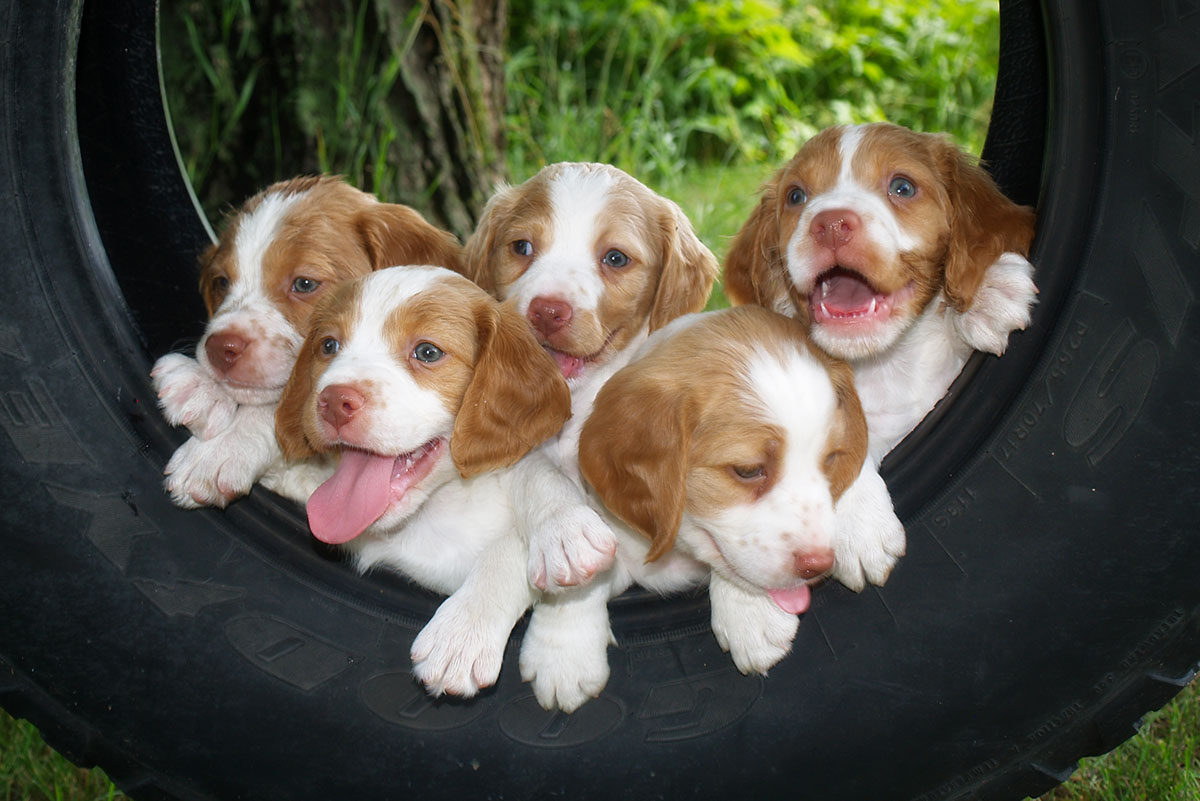 Dreamer ex Brodi pups at 6 weeks.