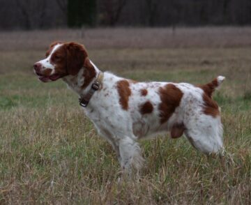 2024 NWGDC FC Kozy’s Rocky Mountain Gambler Dogwoods Moose