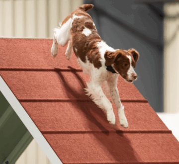 Agility High In Trial GCH CH MACH5 Cedar Glen The Adventure Continues JH MXC MJB2 Keilis Goldstar Kir Royale