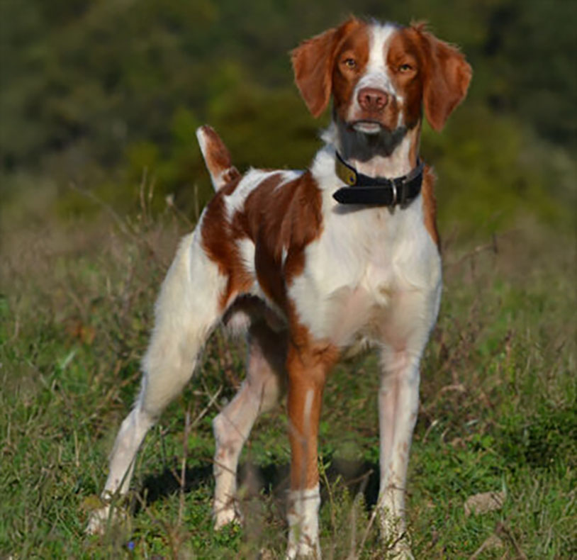 2024 NAFC 2xNAFC DC GFC2 GAFC3 RFC AFC ANJs Ohio Hellion