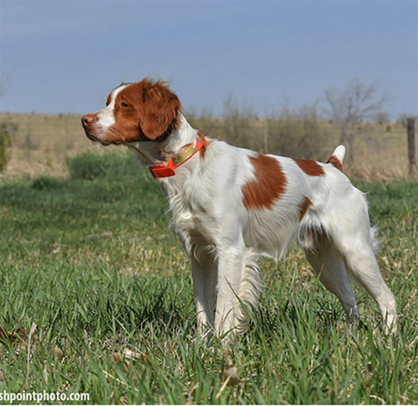 2024 NFC Phillips Sir Louie Louie We Got To Go Now