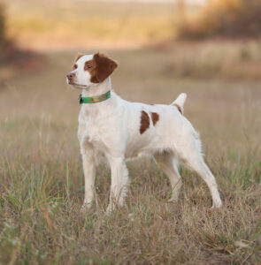 2025 National Champion TEQUILA CHICA BONITA(CHICA)