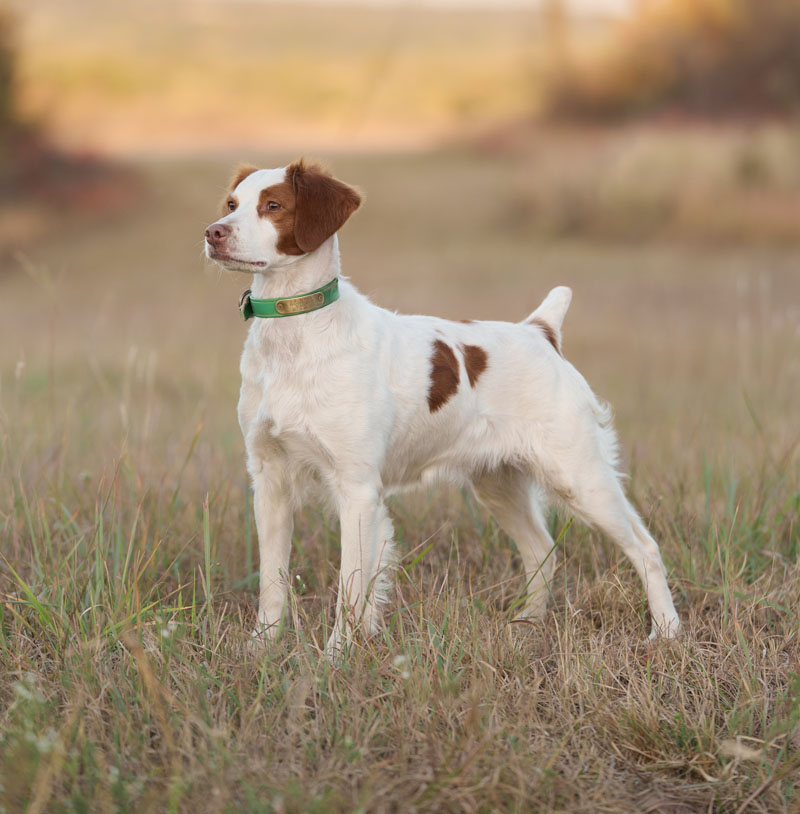 2025 National Champion TEQUILA CHICA BONITA(CHICA)